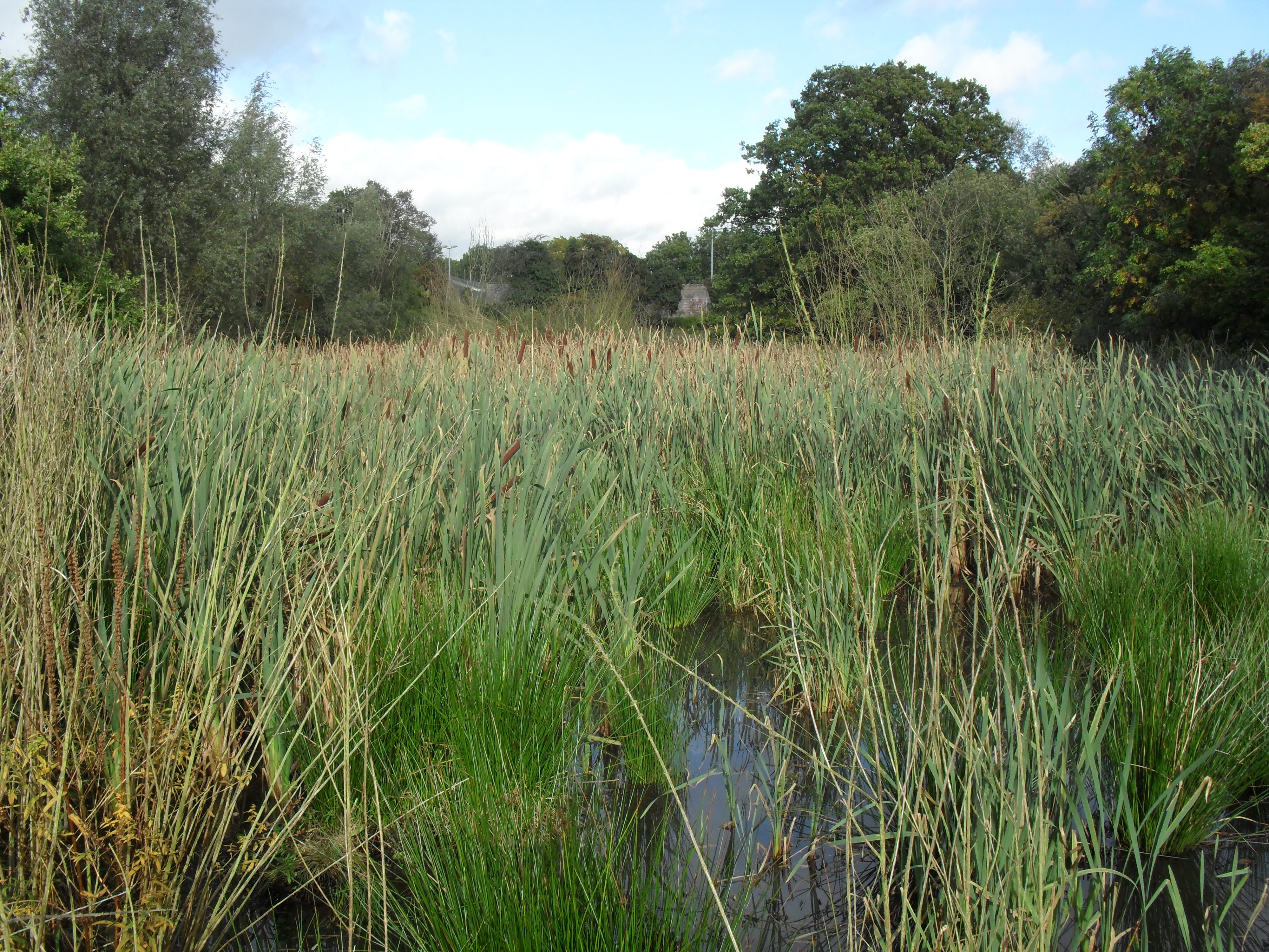 What We Do Constructed Wetlands Design Wetland Engineering
